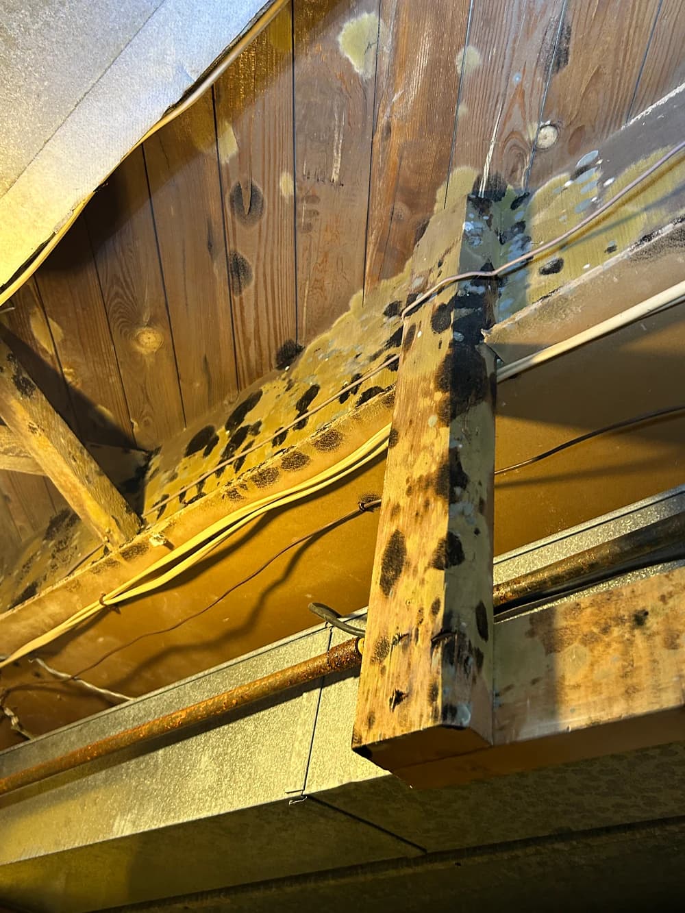 Dark mold spots spreading across basement ceiling joists and subfloor