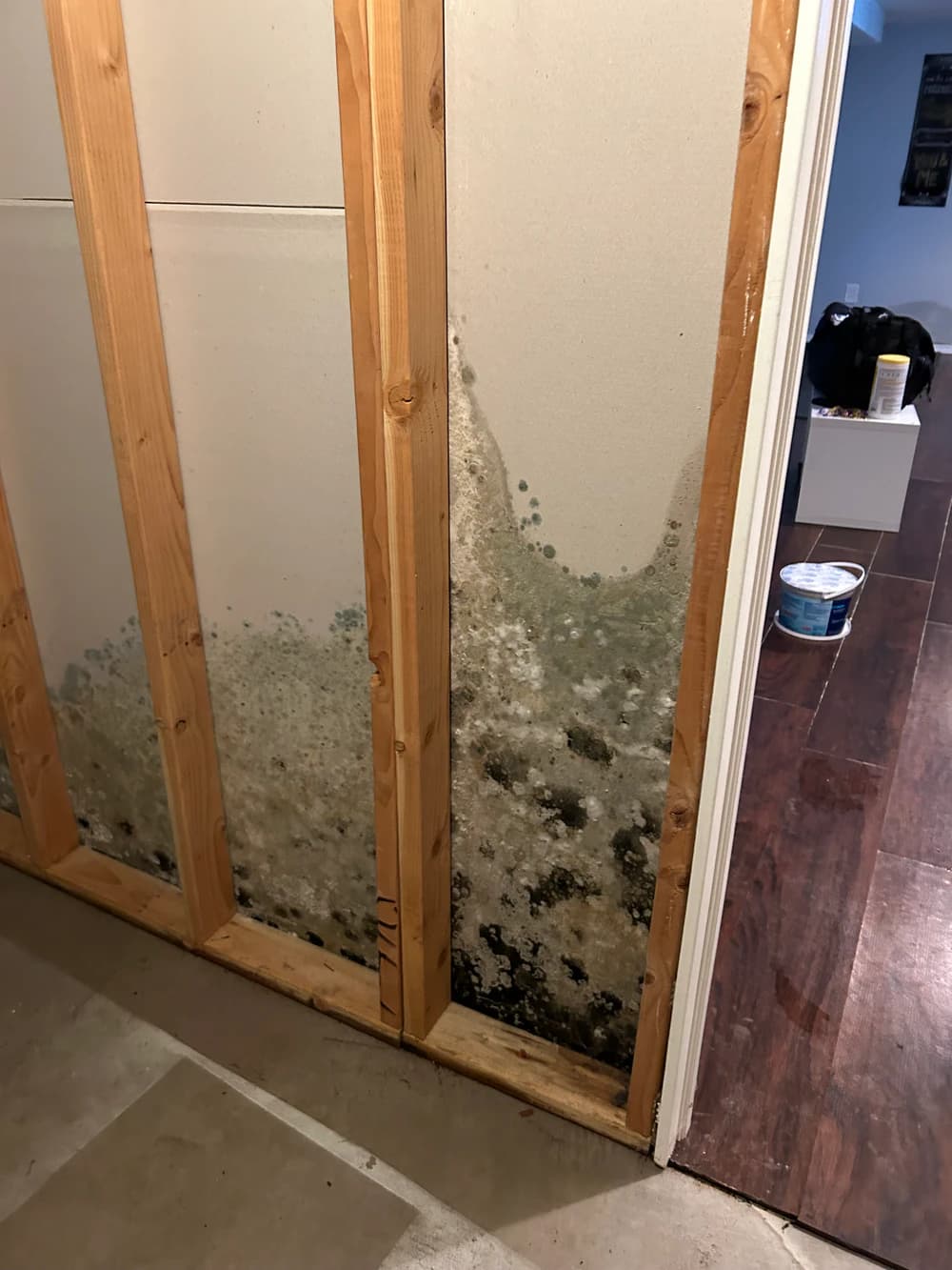Gray, green, and black mold growth along the lower wall between exposed studs